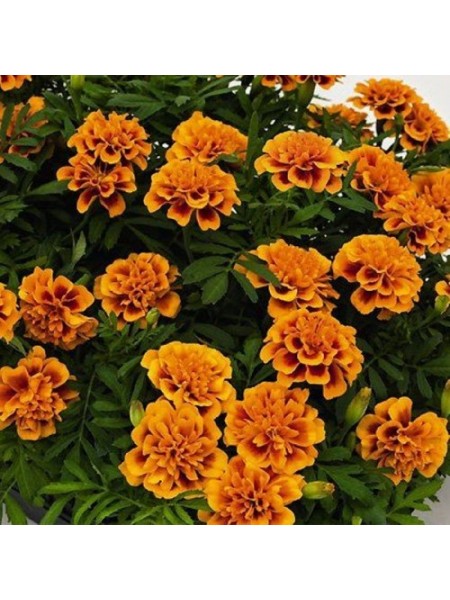 Супергерой оранж флейм (Super Herо Orange Flame) семена бархатцев (Benary)