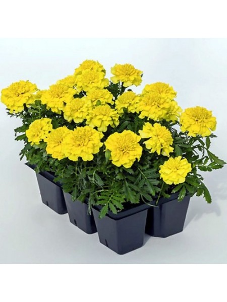Супергерой желтые (Super Herо Yellow) семена бархатцев (Benary)