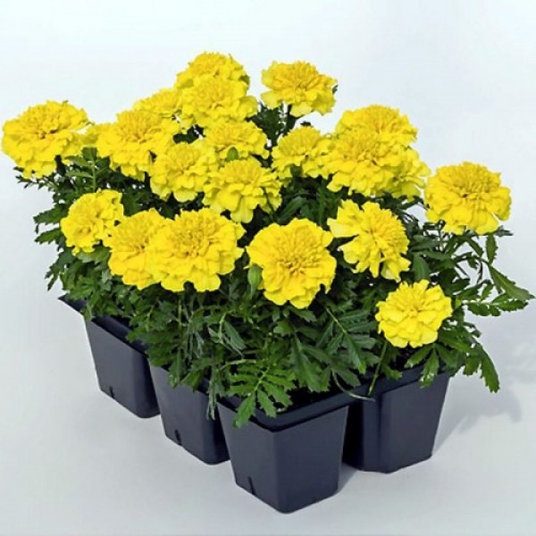 Супергерой желтые (Super Herо Yellow) семена бархатцев (Benary)