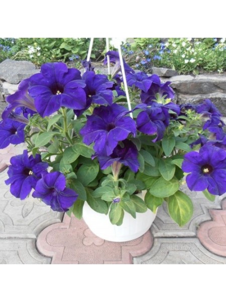 Суперкаскад F1 синя (blue) насіння петунії грандіфлора (Pan American)