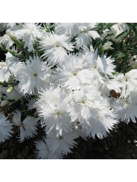 Супра F1 белая (white) семена гвоздики межвидовой (Hem Genetics)
