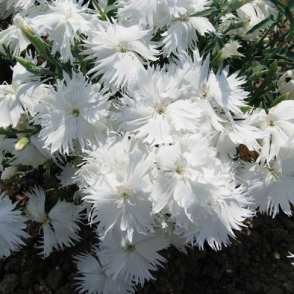 Супра F1 белая (white) семена гвоздики межвидовой (Hem Genetics)
