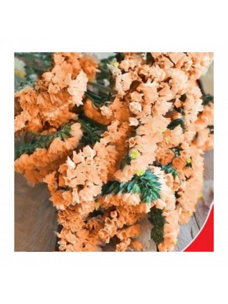 Абрикос семена статике (GL Seeds)