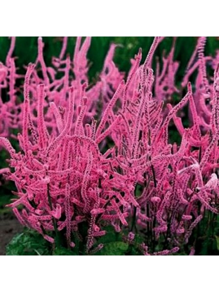 Лимоніум Суворова рожева (pink) насіння (Moravoseed)