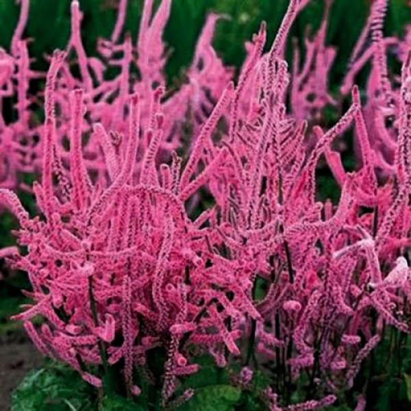 Лимоніум Суворова рожева (pink) насіння (Moravoseed)