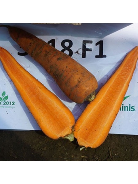 СВ 3118 ДВ F1 (SV 3118 DH F1) (1,4-1,6мм) семена моркови (Seminis)