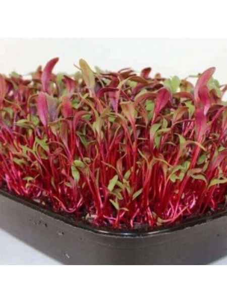 Свекла семена микрозеленая (Agrocity)