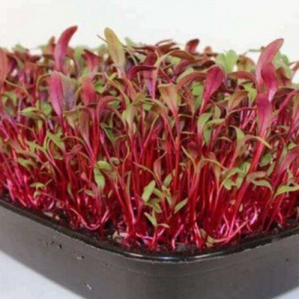 Свекла семена микрозеленая (Agrocity)