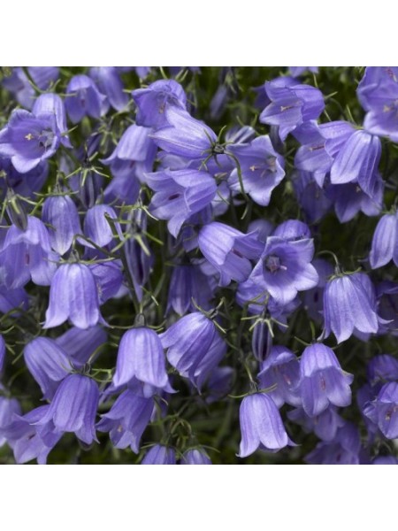 Свингинг Беллс синий (blue) семена колокольчика (Syngenta)