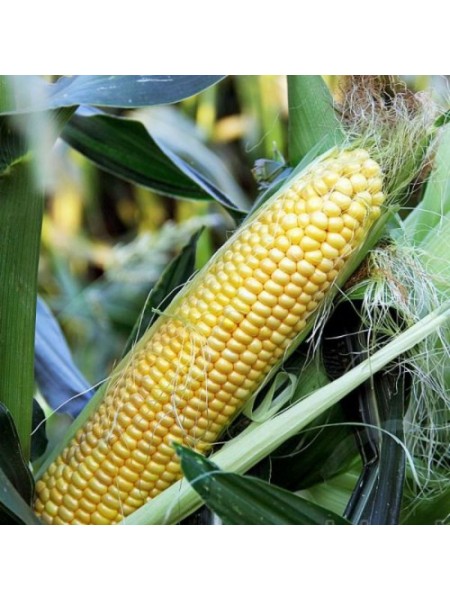 Сюрприз F1 семян кукурузы суперсладкой Sh2 (GL Seeds)