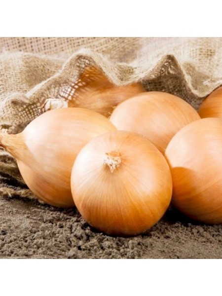 Калвера F1 (Т-831 F1) семена лука репчатого желтого (Takii Seeds)