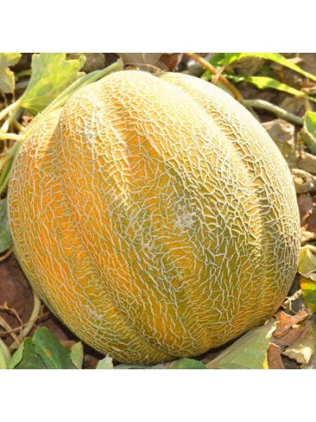 Танга насіння дині (Solare Sementi)