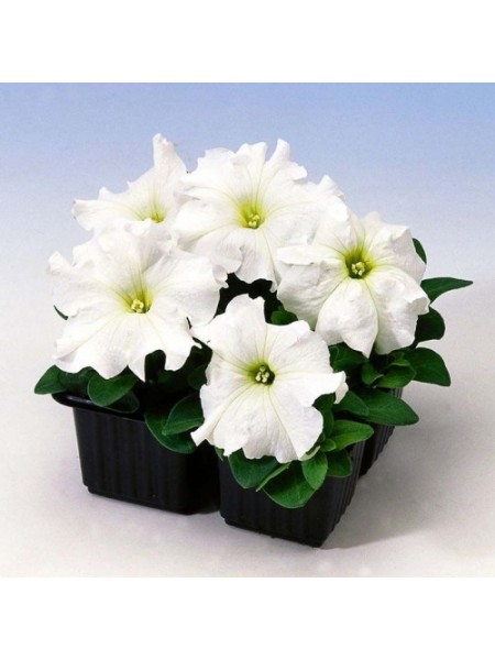 Танго F1 белая (white) семена петунии грандифлора (Hem Genetics)