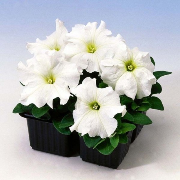 Танго F1 белая (white) семена петунии грандифлора (Hem Genetics)