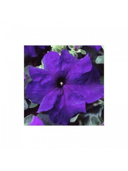Танго F1 синяя (blue) семена петунии грандифлора (Hem Genetics)