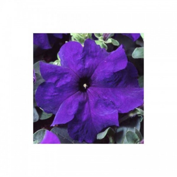Танго F1 синяя (blue) семена петунии грандифлора (Hem Genetics)