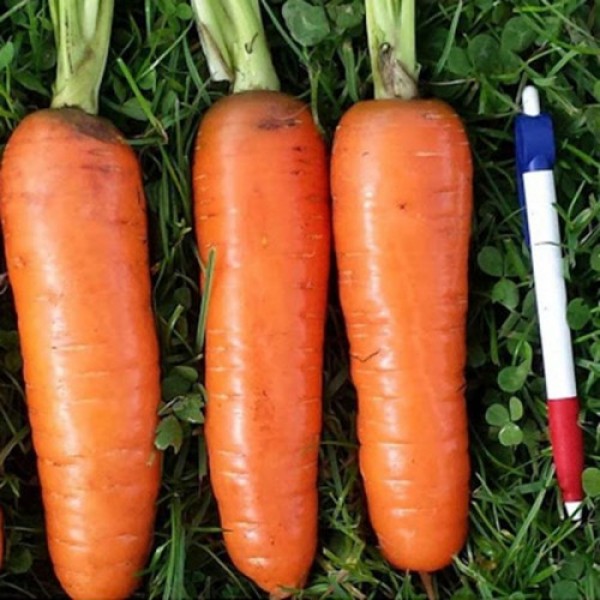 Танжерина F1 (T-825) (калибр. 1,8-2,0 мм) семян моркови (Takii Seeds)