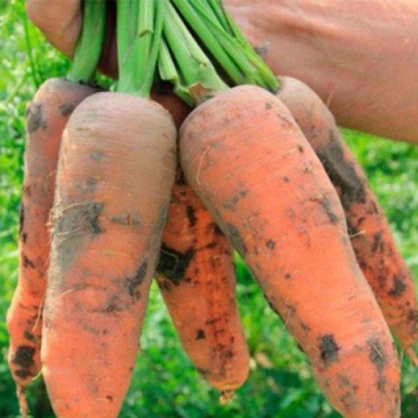 Танжерина F1 (T-825) (калибр. 2,0-2,2 мм) семян моркови (Takii Seeds)