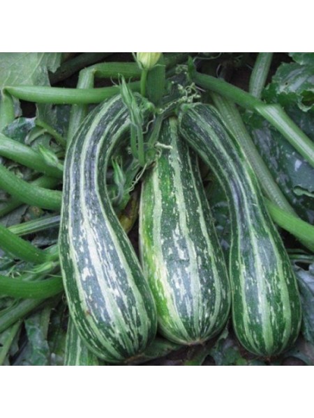 Тапир семян цуккини (Moravoseed)