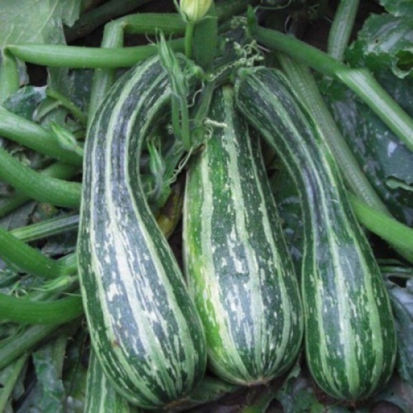 Тапир семян цуккини (Moravoseed)