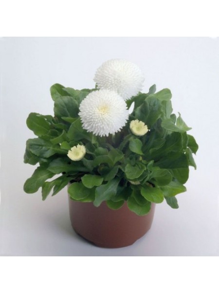 Тассо белая (white) семена маргаритки (стокротки) (Benary)