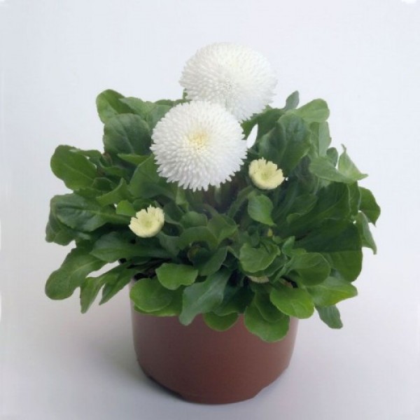 Тассо белая (white) семена маргаритки (стокротки) (Benary)