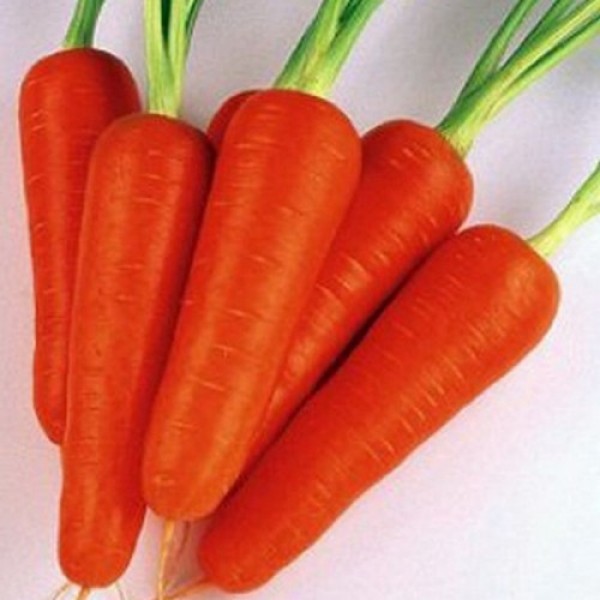 Кораліна F1 (Ті-134 F1) (калібр. 2,0-2,2 мм) насіння моркви (Takii Seeds)