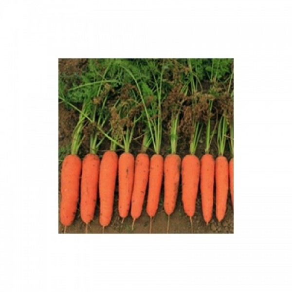 Кораліна F1 (Ті-134 F1) (калібр. 1,6-1,8 мм) насіння моркви (Takii Seeds)