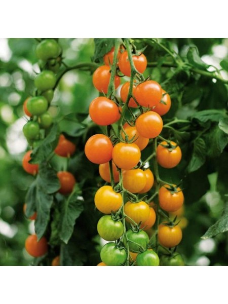 Торонжина F1 Organic семена томата индет. черри раннего окр. 15-20 гр. оранж. (Enza Zaden / Vitalis)