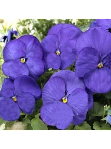 Тремпет S1 синяя (blue) семена виолы (Hem Genetics)