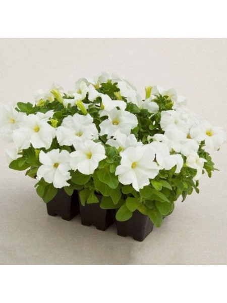 Тритуния F1 белая (white) семена петунии грандифлора (Syngenta)
