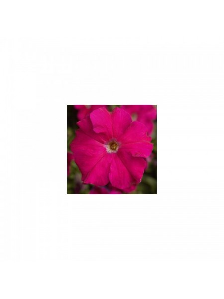 Тритуния F1 розовая (pink) семена петунии грандифлора (Syngenta)