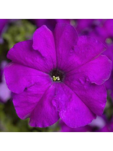Тритуния F1 фиолетовая (purple) семена петунии грандифлора (Syngenta)