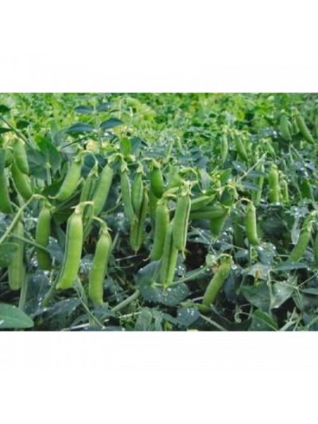 Трофи семян гороха (Syngenta)