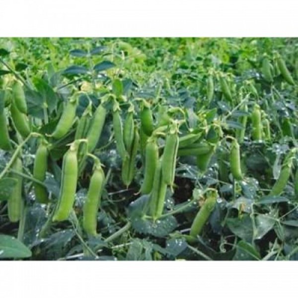 Трофи семян гороха (Syngenta)