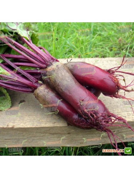 Цилиндра семян свеклы столовой (Hortus)
