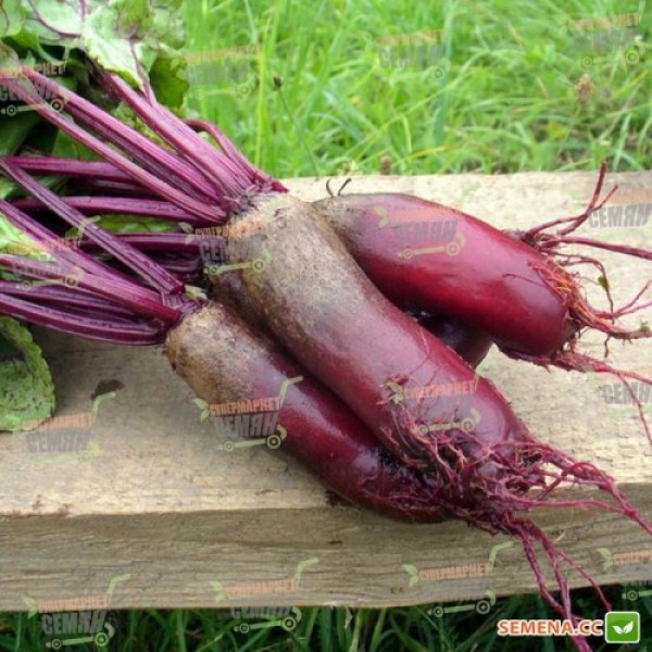 Цилиндра семян свеклы столовой (Hortus)