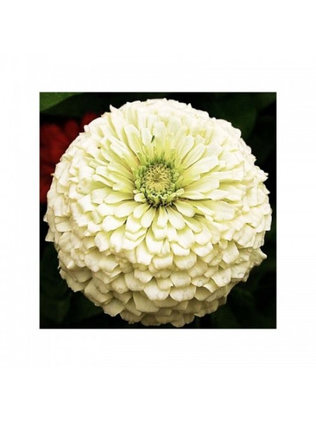 Майори жоржинові білі (white) насіння (Moravoseed)