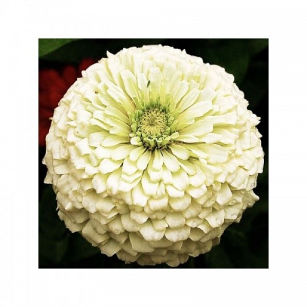 Майори жоржинові білі (white) насіння (Moravoseed)