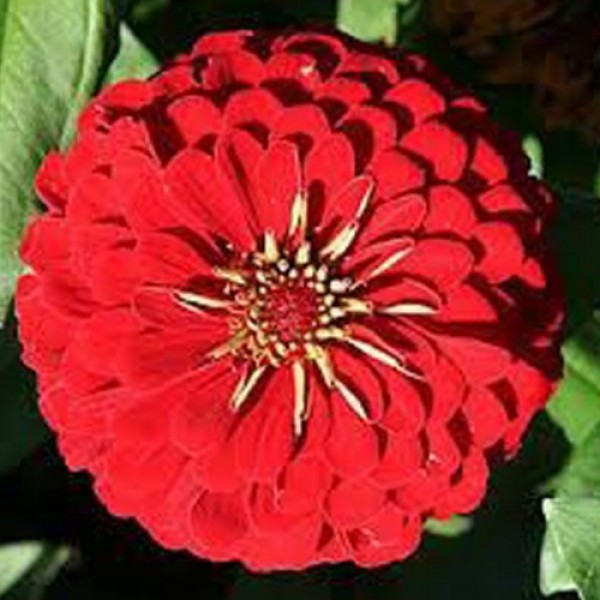 Майори жоржинові червоне (red) насіння (Moravoseed)