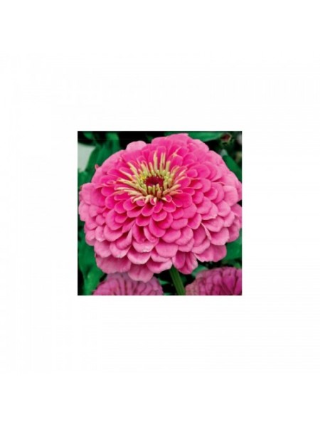 Майори жоржинові рожеві (pink) насіння (Moravoseed)