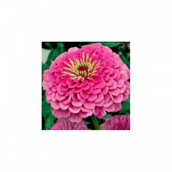 Майори жоржинові рожеві (pink) насіння (Moravoseed)