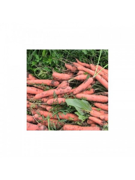 Тушон семян моркови (Hortus)