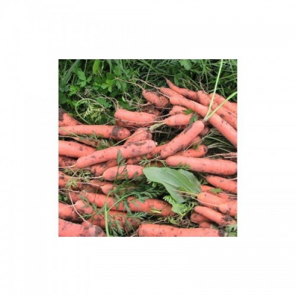 Тушон семян моркови (Hortus)