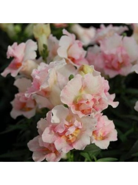 Твинные F1 яблоневый цвет (apple blossom) семян антиринума (Hem Genetics)