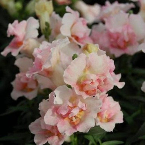 Твинные F1 яблоневый цвет (apple blossom) семян антиринума (Hem Genetics)
