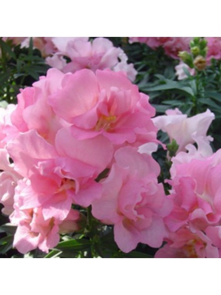 Твинные F1 розовый (pink) семена антиринума (Hem Genetics)