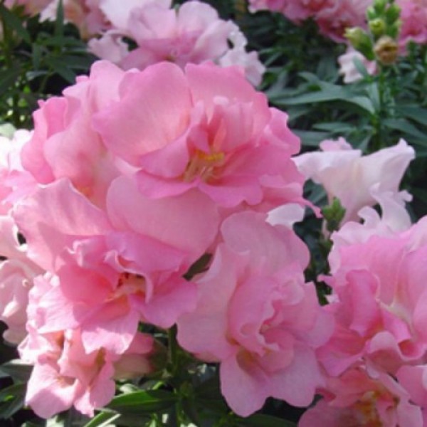 Твинные F1 розовый (pink) семена антиринума (Hem Genetics)