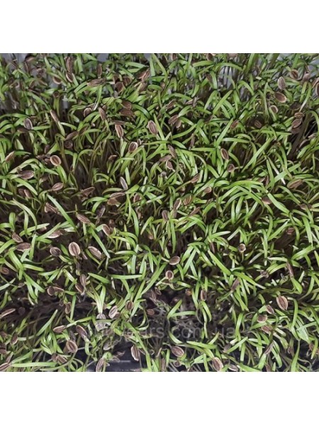 Укроп семян микрозеленый (Agrocity)