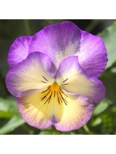 Ультима Radiance Deep Blue насіння віоли (Sakata)